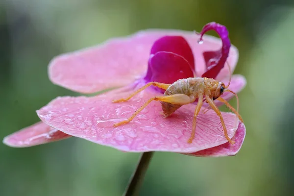 Joven Katydids Grillo Arbusto Está Buscando Presas Flores Silvestres Enfoque —  Fotos de Stock