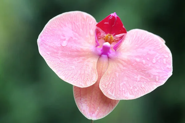 Belleza Una Orquídea Polilla Plena Floración Esta Hermosa Flor Tiene — Foto de Stock