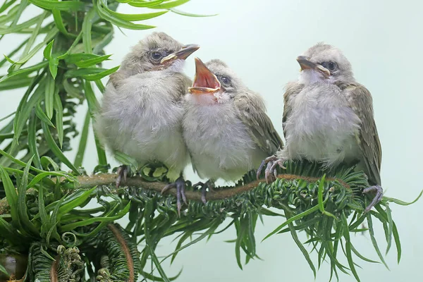 Three Young Yellow Vented Bulbuls Perching Bush Bird Has Scientific — Fotografia de Stock