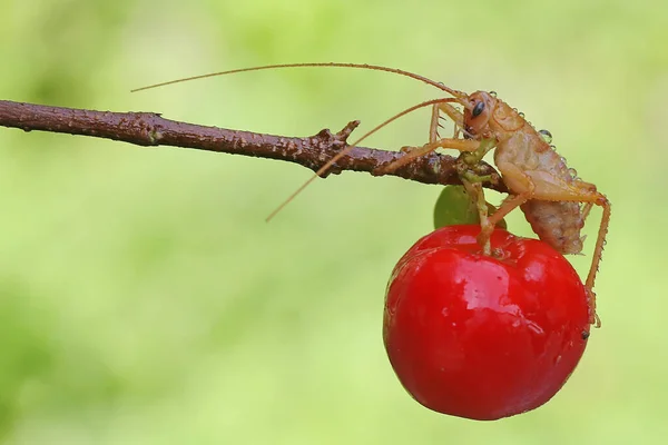Young Katydids Bush Cricket Looking Prey Mulberry Tree Branch Covered — Zdjęcie stockowe