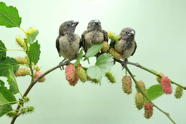Three Young Javan Munia Perched Bushes Small Bird Has Scientific — Fotografia de Stock