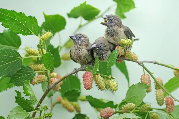 Three Young Javan Munia Perched Bushes Small Bird Has Scientific — Foto de Stock