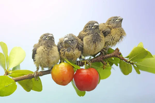 Four Young Javan Munia Perched Bushes Small Bird Has Scientific — Foto de Stock