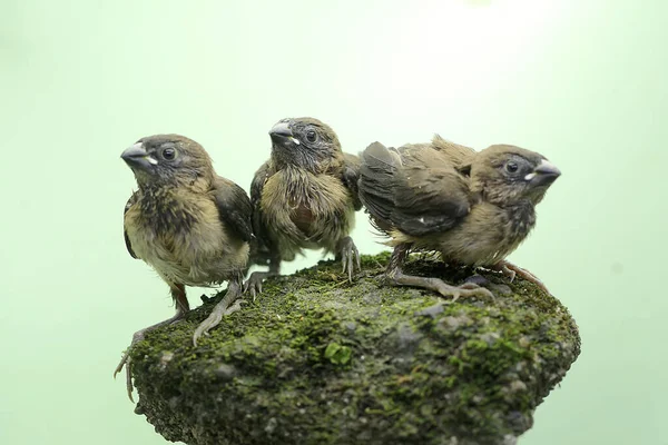 Three Young Javan Munia Perched Bushes Small Bird Has Scientific — Photo