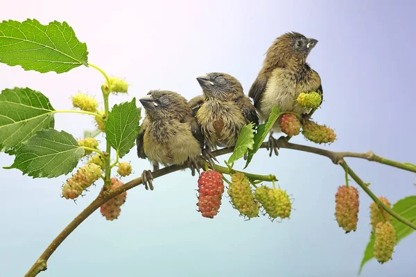 Three Young Javan Munia Perched Bushes Small Bird Has Scientific — Fotografia de Stock