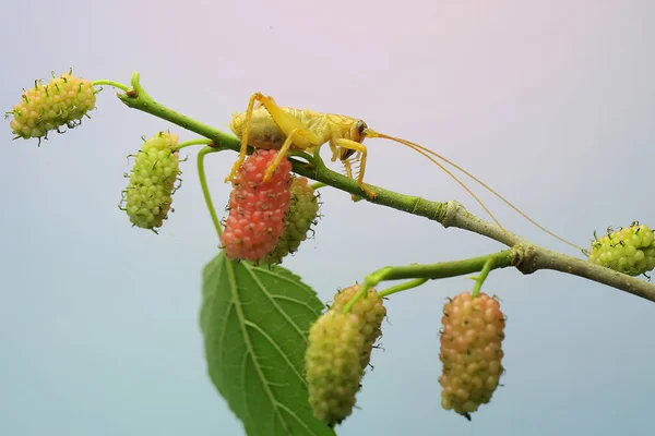 Young Katydids Bush Cricket Looking Prey Mulberry Tree Branch Covered —  Fotos de Stock
