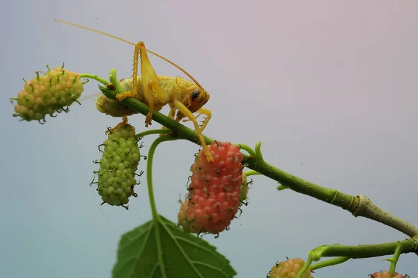 Young Katydids Bush Cricket Looking Prey Mulberry Tree Branch Covered — Fotografia de Stock