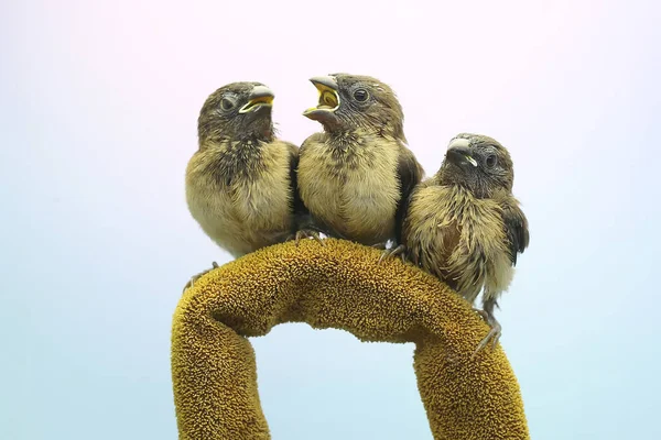 Três Jovens Javan Munia Estão Empoleirados Nos Arbustos Este Pequeno — Fotografia de Stock