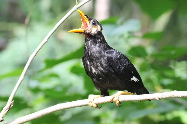 一只年轻的鹦鹉栖息在树枝上 善于模仿人类声音的鸟类 其科学名称为Gracula Religion Osa — 图库照片