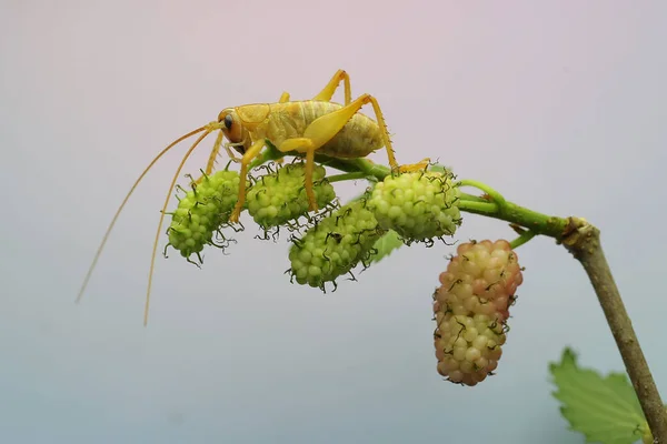 Genç Bir Katydit Çalılık Cırcır Böceği Meyvelerle Kaplı Bir Dut — Stok fotoğraf