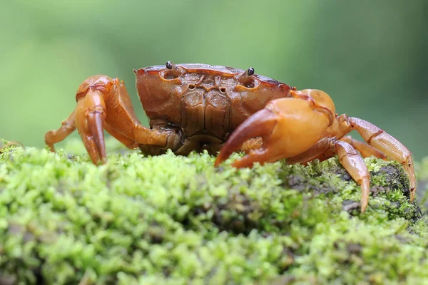 Bir tarla yengeci saldırıya hazır bir ifade gösterir. Bu hayvanın bilimsel adı Parathelphusa convexa. 