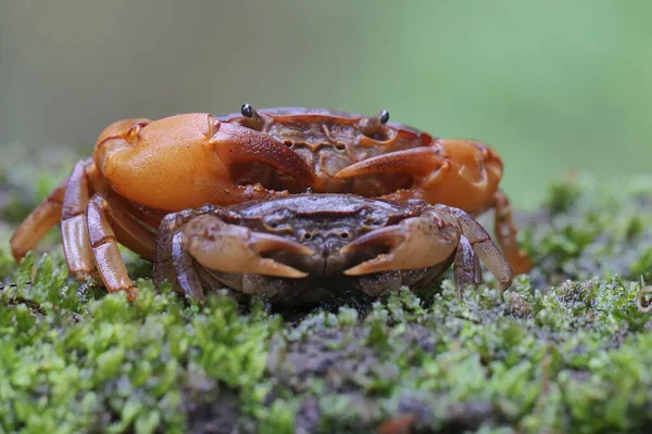 Two Field Crabs Foraging Moss Covered Rock River Animal Has — Stock Photo, Image