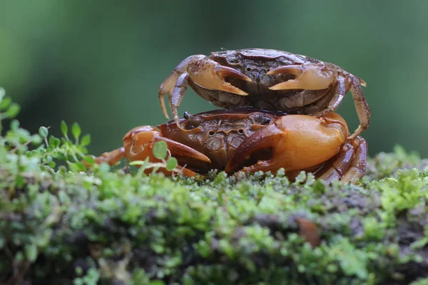 Two Field Crabs Foraging Moss Covered Rock River Animal Has — 图库照片