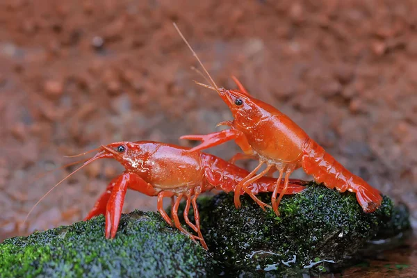 Two Crayfish Resting Mossy Rock River Aquatic Animal Has Scientific — Stock Photo, Image