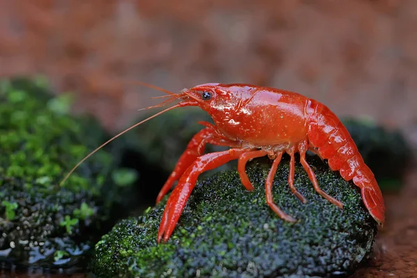 Crayfish Resting Mossy Rock River Aquatic Animal Has Scientific Name — Stock Photo, Image