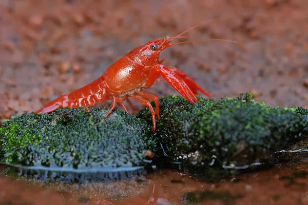Crayfish Resting Mossy Rock River Aquatic Animal Has Scientific Name — Stock Photo, Image