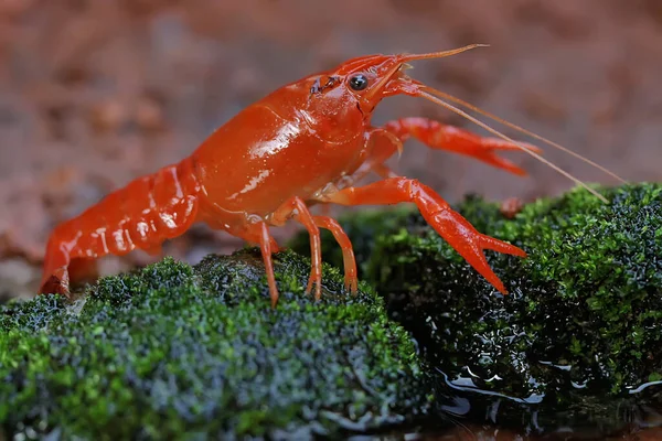 Crayfish Resting Mossy Rock River Aquatic Animal Has Scientific Name — Fotografia de Stock