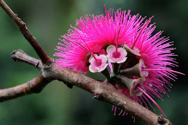 Fiore Mela Malese Rosa Piena Fioritura Piena Rugiada Mattutina Questa — Foto Stock