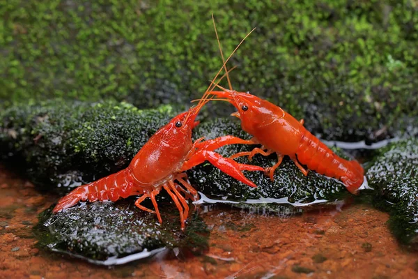 Two Freshwater Crayfish Resting Mossy Rock River Aquatic Animal Has — Stock Photo, Image