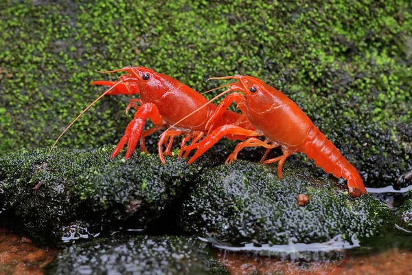 Two Freshwater Crayfish Resting Mossy Rock River Aquatic Animal Has — Stock fotografie