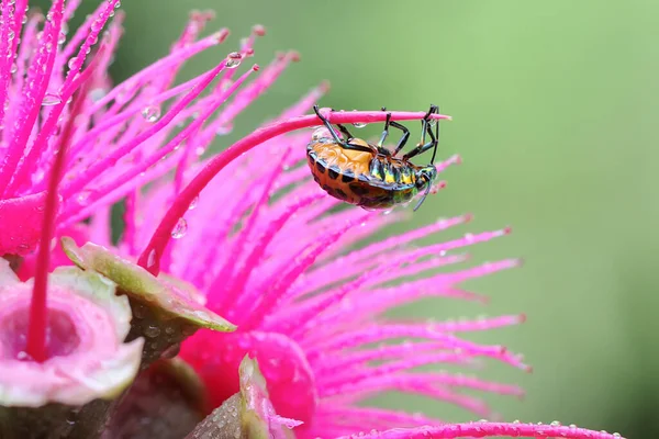 Harlequin Bug Cotton Harlequin Bug Foraging Malay Pink Apple Flower — Fotografia de Stock