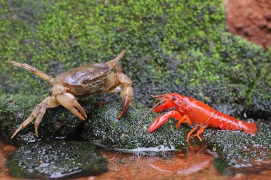 Bir tarla yengeci (Parathelphusa convexa), bir nehir kenarındaki yosun kaplı bir kayanın üzerinde karşılaştıklarında bir kerevit (Cherax quadricarinatus) 'a saldırmaya hazırdır. Bu hayvanların her ikisi de küçük balıkları avlamayı sever..