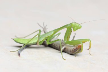 Genç ve sıradan bir güneş lekesi tarafından avlanan yeşil bir peygamberdevesi. Bu böceğin bilimsel adı hiyerodula sp.