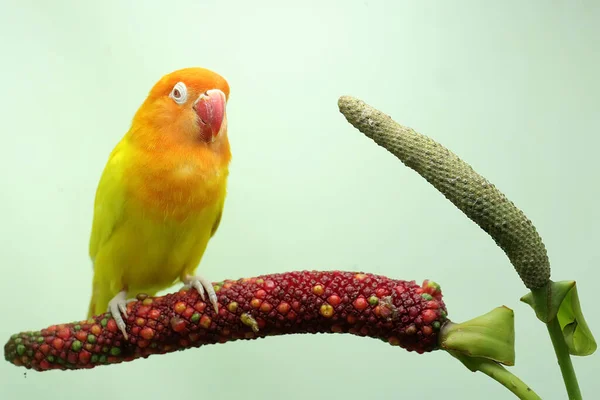 Bir Aşk Kuşu Anturyum Çiçeğine Tünemiş Gerçek Aşkın Sembolü Olarak — Stok fotoğraf