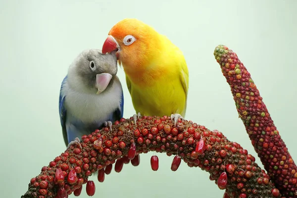 Пара Влюблённых Пташек Сидят Плоте Цветка Антуриума Птица Которая Используется — стоковое фото