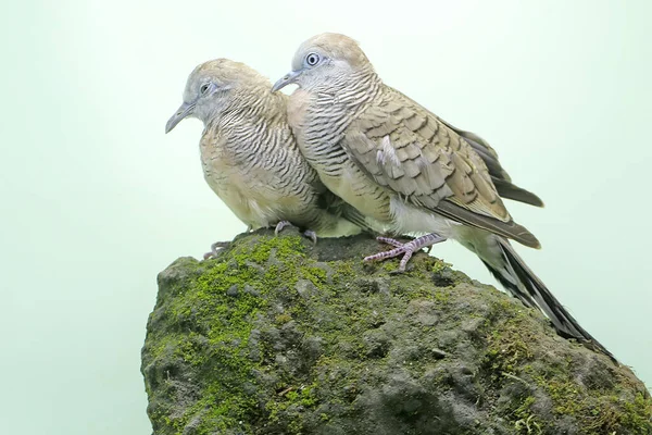 Two Small Turtledoves Foraging Rock Overgrown Moss Bird Has Scientific — Stockfoto