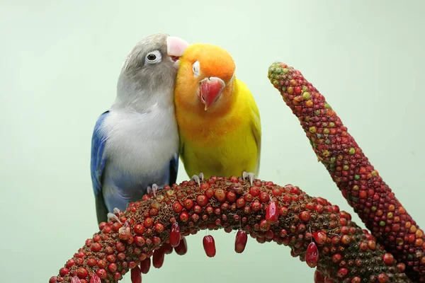 Pair Lovebirds Perched Weft Anthurium Flower Bird Which Used Symbol — Stock Photo, Image