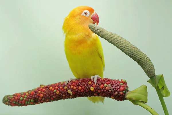 Bir Aşk Kuşu Anturyum Çiçeğine Tünemiş Gerçek Aşkın Sembolü Olarak — Stok fotoğraf