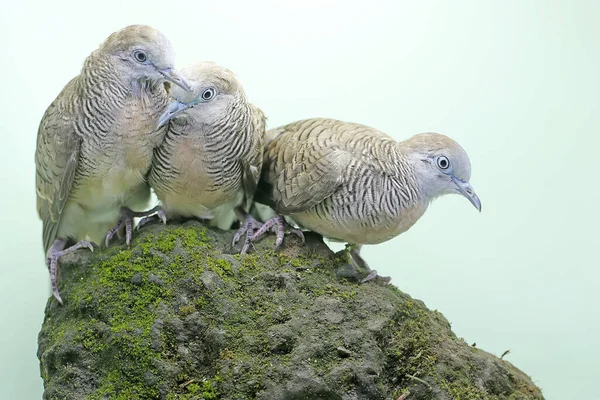 Three Small Turtledoves Foraging Rock Overgrown Moss Bird Has Scientific — Stockfoto