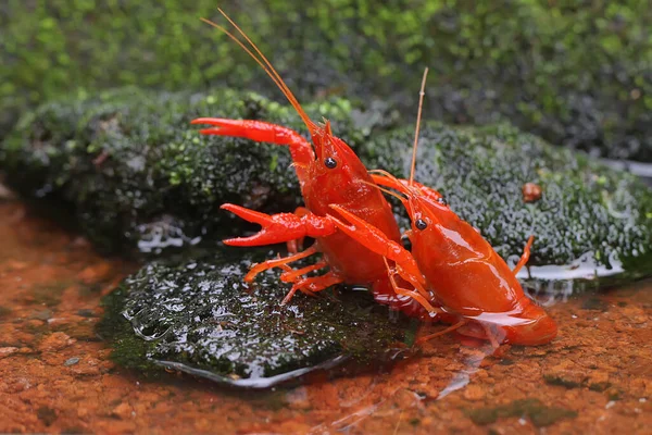 Two Freshwater Crayfish Resting Mossy Rock River Aquatic Animal Has — Stock Photo, Image