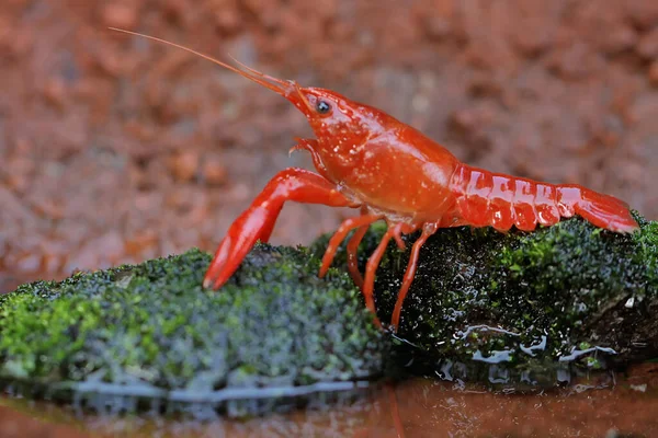 Crayfish Resting Mossy Rock River Aquatic Animal Has Scientific Name — Stockfoto