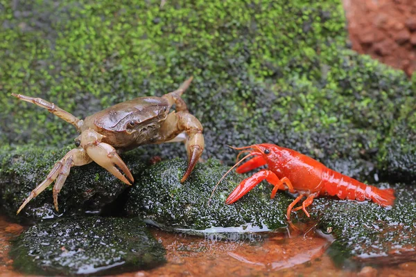Field Crab Parathelphusa Convexa Ready Attack Crayfish Cherax Quadricarinatus Meet — 图库照片