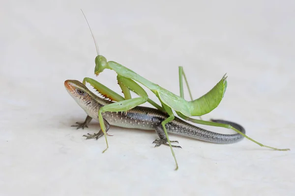 Green Praying Mantis Preying Young Common Sun Skink Insect Has — Foto Stock