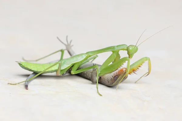 Green Praying Mantis Preying Young Common Sun Skink Insect Has — Stok fotoğraf