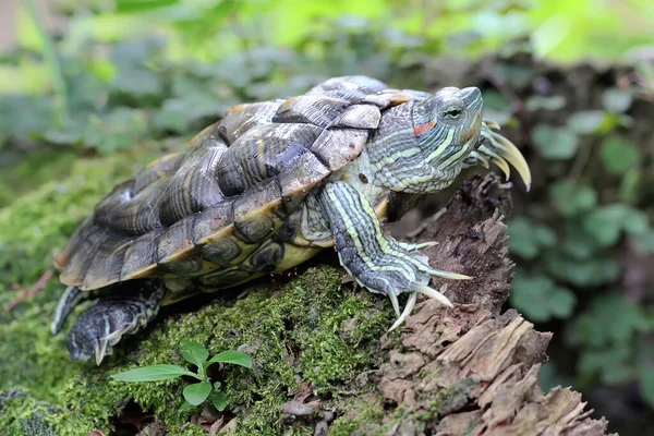 Red Eared Slider Tortoise Basking Moss Covered Ground Riverbank Reptile — Stock Photo, Image