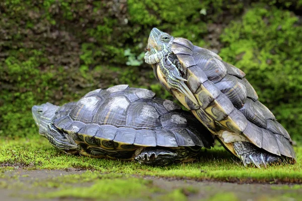 Duas Tartarugas Vermelhas Estão Aquecendo Chão Coberto Musgo Margem Rio — Fotografia de Stock