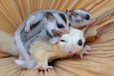 Yavrularını kucağında tutan anne bir planör yiyecek arıyor.. 