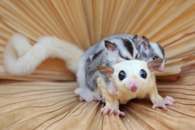 Yavrularını kucağında tutan anne bir planör yiyecek arıyor.. 