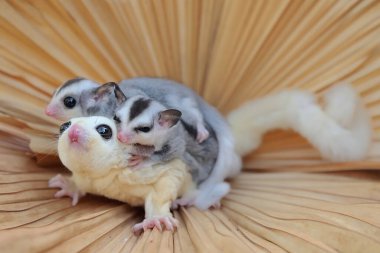 Yavrularını kucağında tutan anne bir planör yiyecek arıyor.. 