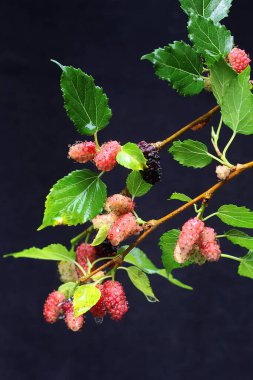 Mulberry tree branches filled with fruit ready to be harvested. This plant has the scientific name Morus alba.