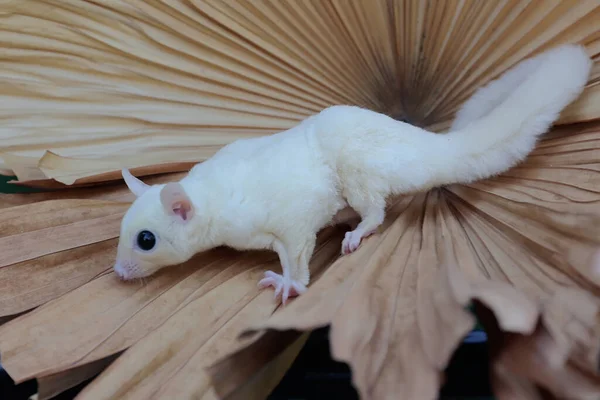 A leucistic sugar glider is looking for food on a palm leaf. These marsupials eat fruit and small insects.