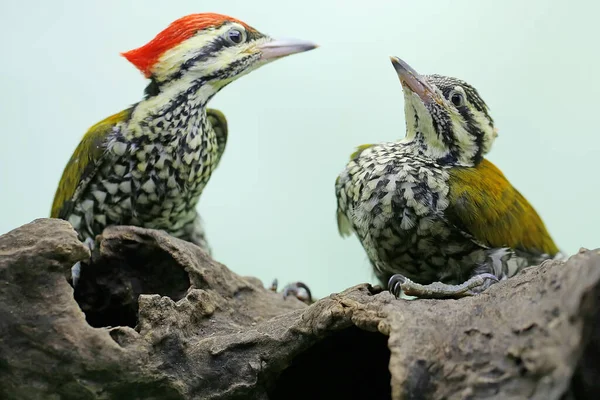 Two Common Flameback Common Goldenback Looking Prey Rotting Tree Trunk — Stock Photo, Image