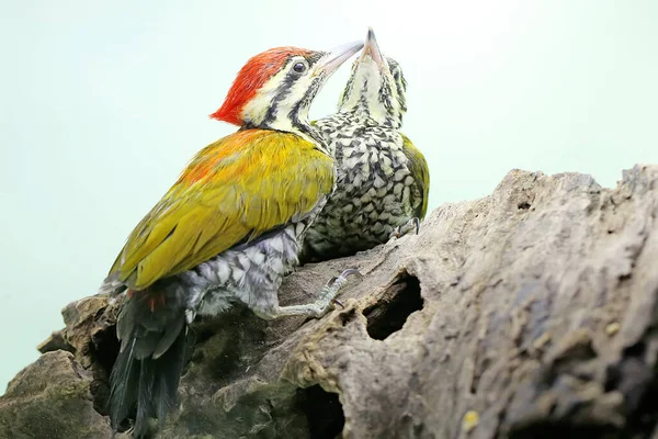 Two Common Flameback Common Goldenback Looking Prey Rotting Tree Trunk — Stock Photo, Image