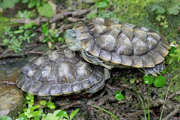 Two Red Eared Slider Tortoises Basking Moss Covered Ground Riverbank —  Fotos de Stock