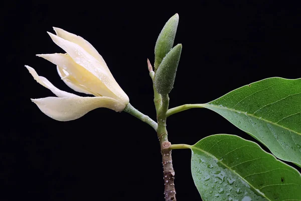 Beauty White Magnolia Flower Bloom Fragrant Flower Has Scientific Name — Foto Stock