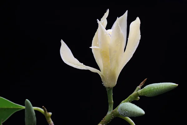 The beauty of a white magnolia flower in bloom. This fragrant flower has the scientific name Michelia champaca.